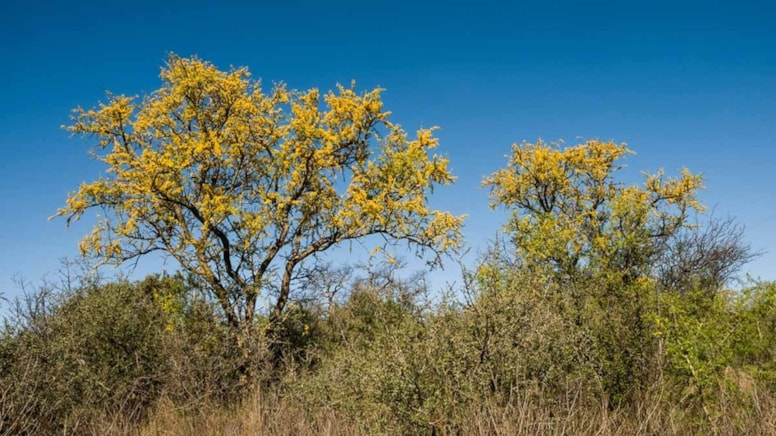 Dünyanın en dayanıklı ağacı: Suya ve gölgeye ihtiyaç duymuyor, şifalı meyveler veriyor!