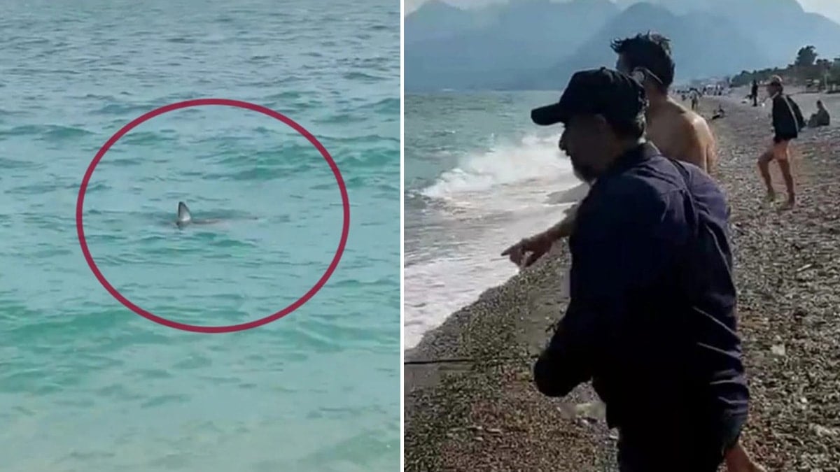 Görüntü Türkiye'den... Köpek balığını taş atarak kovalamaya çalıştılar