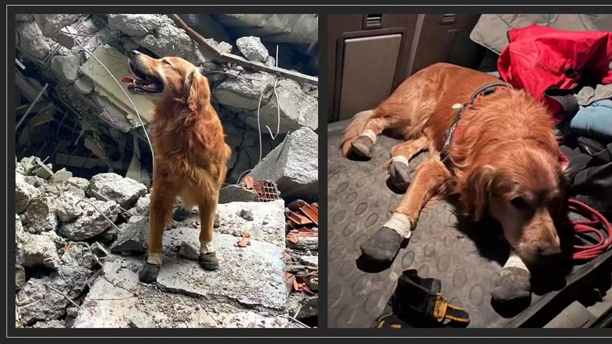 6 Şubat depremlerinde 18 vatandaşı kurtaran Kahraman Köpek Killian hayatını kaybetti