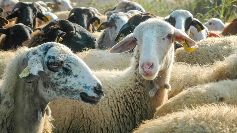 Burada kişi başına 4,5 koyun düşüyor