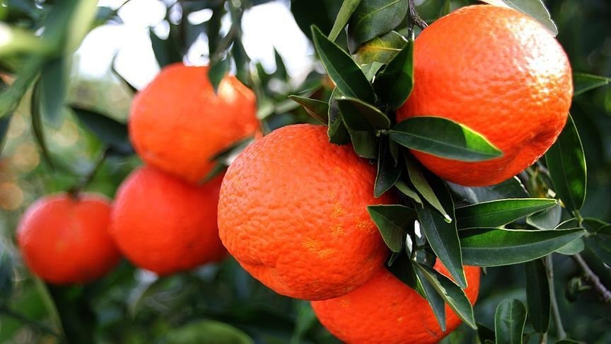 Mandalina Çiçeği Festivali için geri sayım başladı