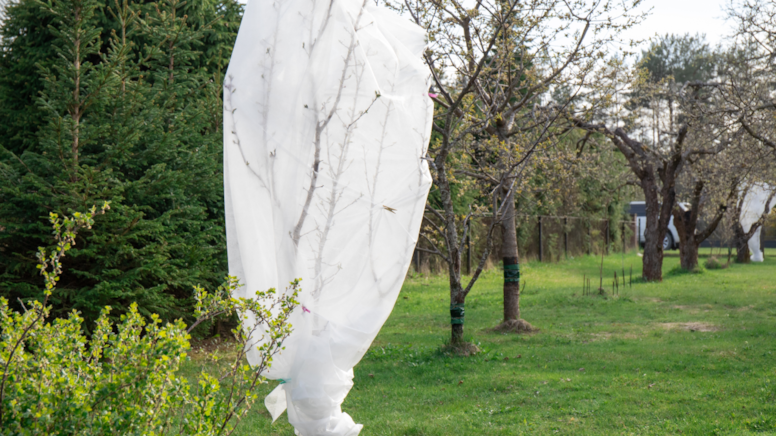 Severek yediğimiz o meyve birkaç yıl sonra yok olacak