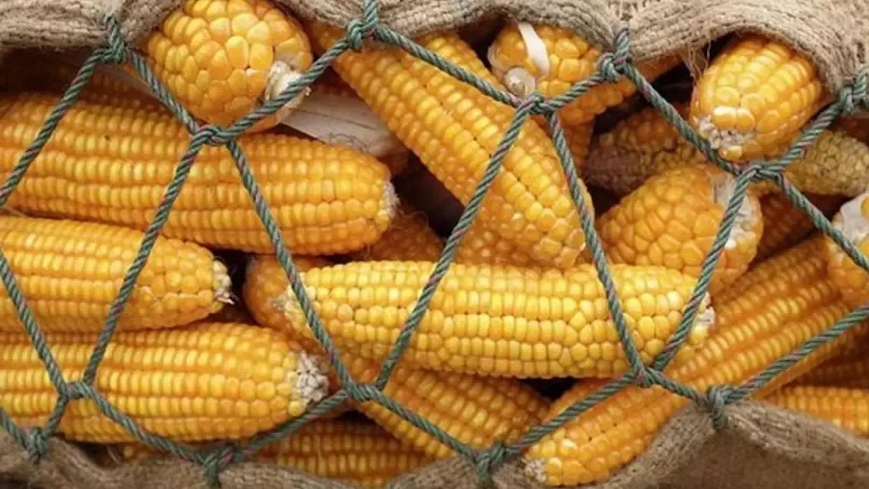 Çiftçi mısırını hasat ederken 1 milyon tonluk ithalat yapılacak