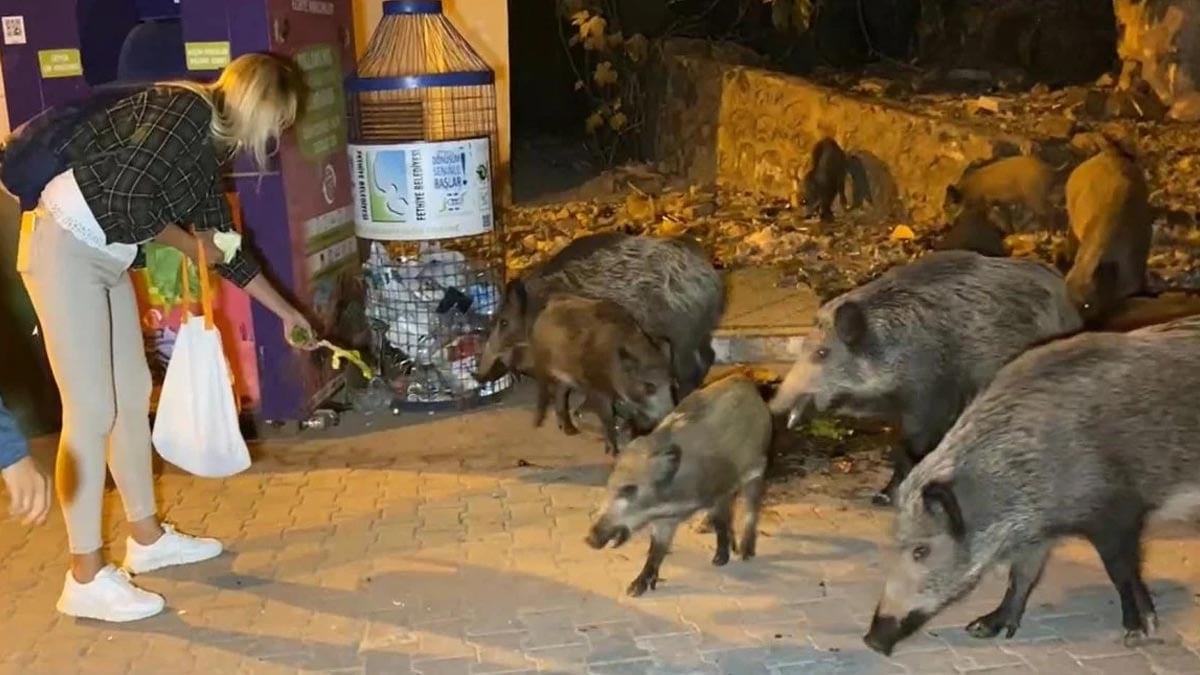 Muğla'da yaban domuzlarıyla ilgili flaş karar