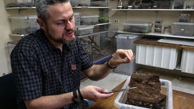 Çiftleşmeden çoğalıp 400 gün aç yaşıyorlar: Şehirleri ele geçiriyorlar