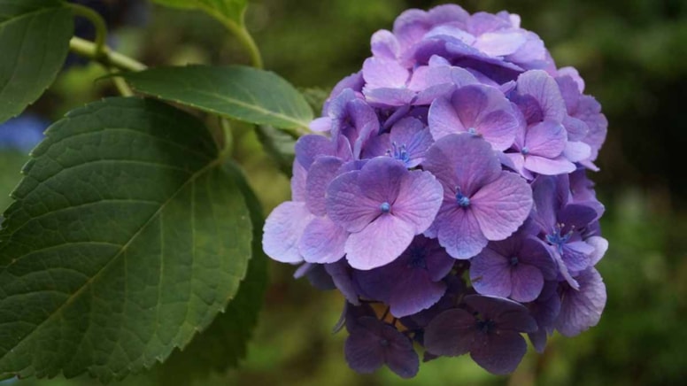 Japonların bu yöntemiyle bahçenizdeki ortancalar hazirandan önce açacak