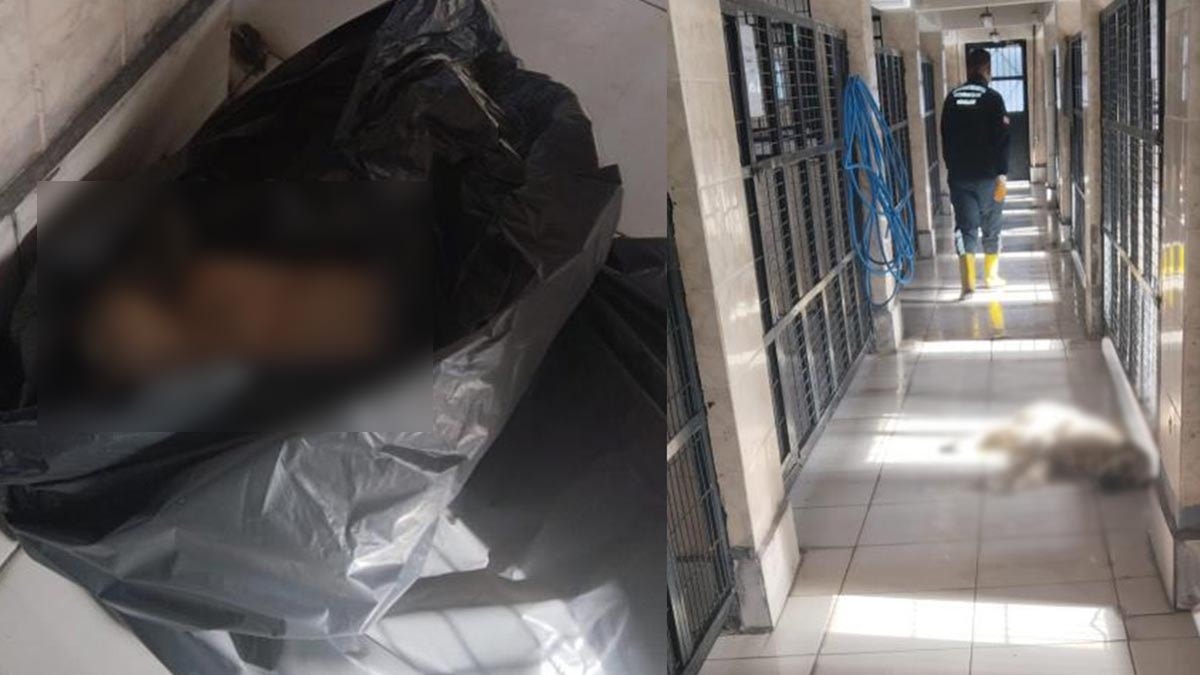 CHP'li başkan barınaktaki kumpası deşifre etti