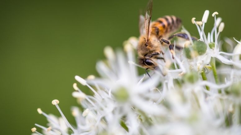 Alerjik şikayetler arttı, vatandaşları 'polen' endişesi sardı