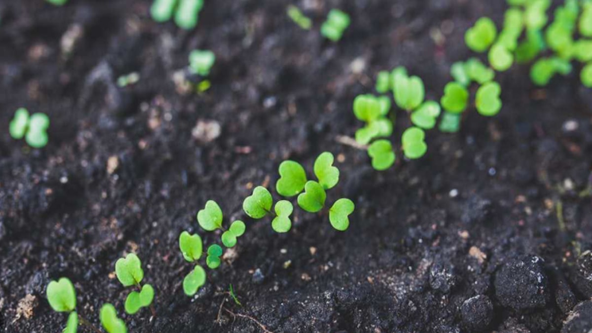 Raflardan kalktı ama bilenler balkonunda yetiştiriyor: 4 mevsim hasat veriyor