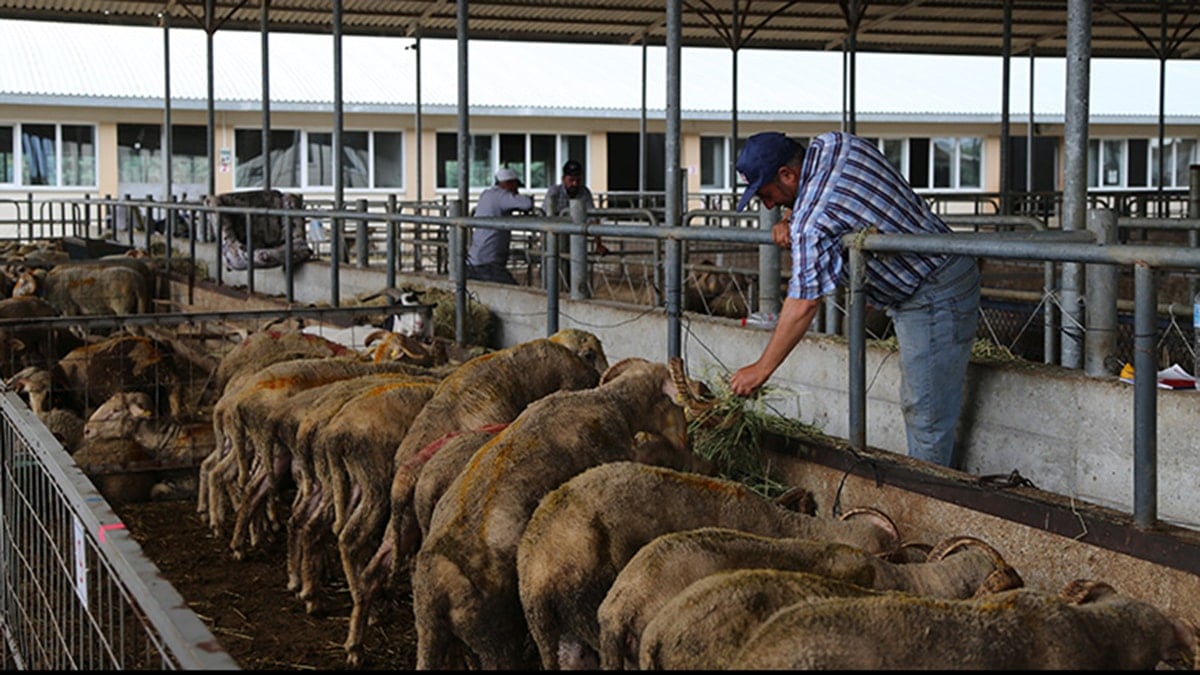 Kurbanlık fiyatı 7 yılda yüzde 1417 arttı