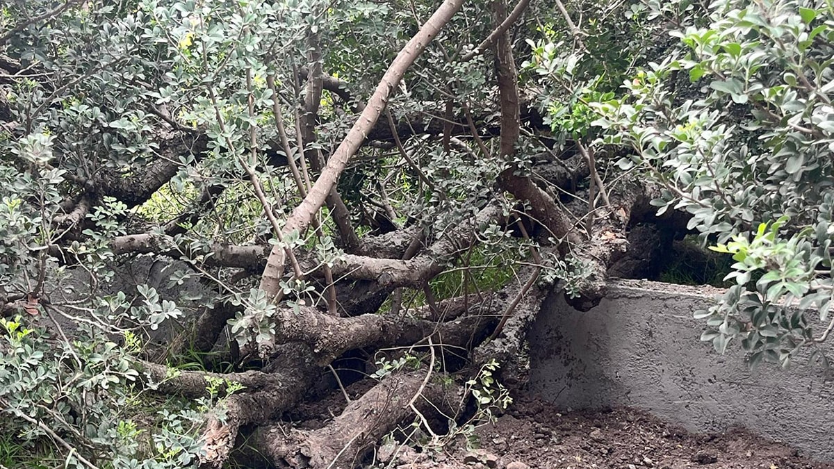 Asırlık ağaçlar villaya kurban gitti