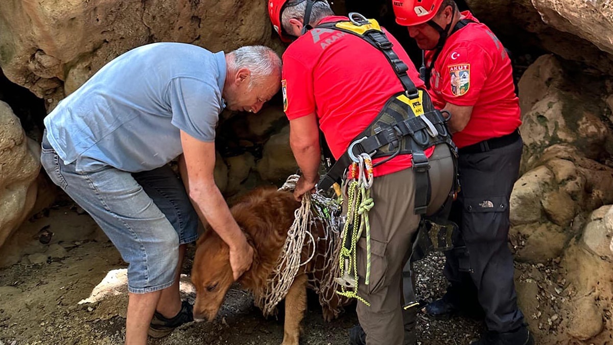 Muğla'da dere yatağında mahsur kalan köpek kurtarıldı
