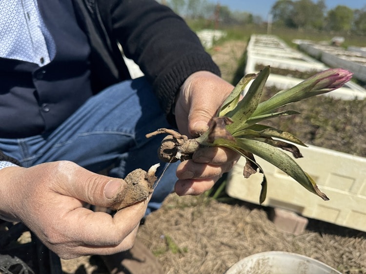 Samsun'da özel izinle üretilen salep orkidesinde hasat mesaisi