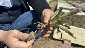 Samsun'da özel izinle üretilen salep orkidesinde hasat mesaisi
