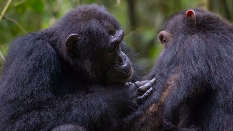 Şempanzeler ormanda 'ilk yardım merkezi' kurdu