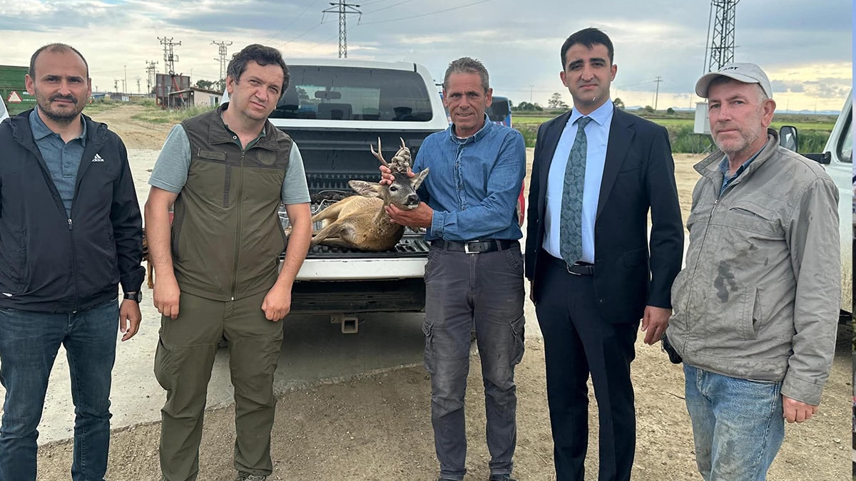 Sulama kanalına düşen karacanın imdadına çiftçiler yetişti