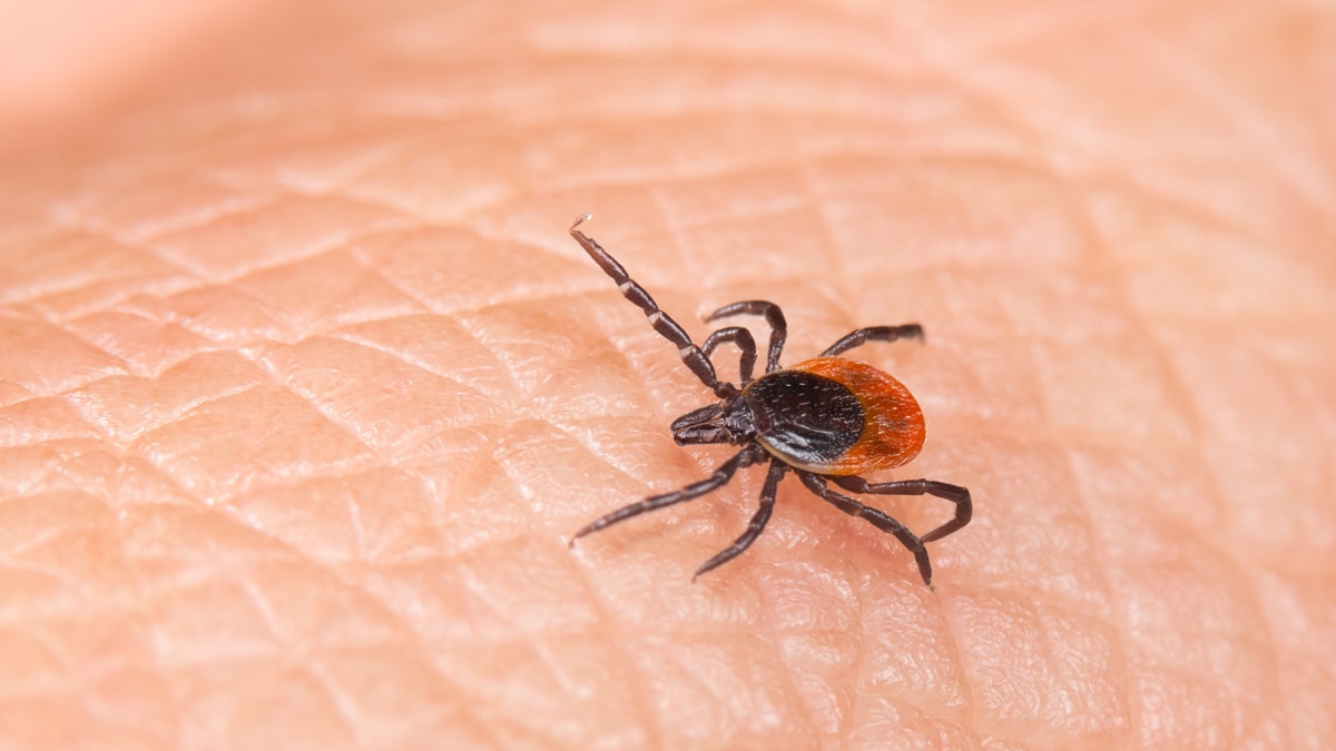 Keneden ölümler için 'mRNA aşısı' umudu