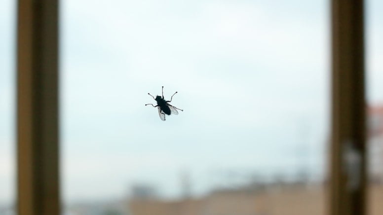 Sinekler açık pencereden neden dışarı çıkmaz? Bilim açıkladı