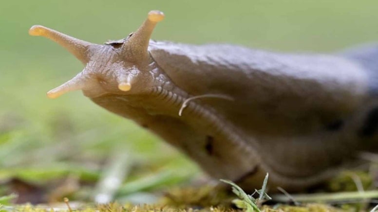 Sadece bahçıvanların bildiği yöntem: Bu meyve sayesinde sümüklü böcekler bahçeye adımını bile atamıyor!