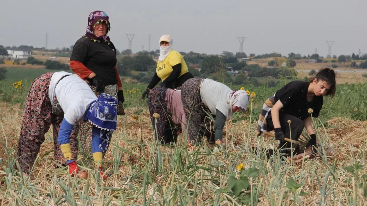 Çiftçi satamayınca bedava dağıttı, 500 kişi tarlaya akın etti