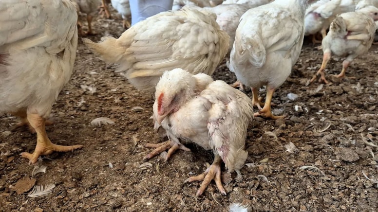 Para bitince tavuklar birbirini yedi