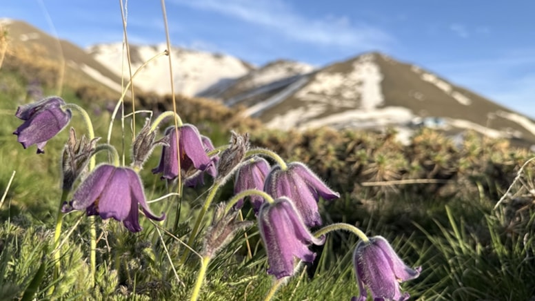 Bahar mucizesi: Mor ters laleler göz kamaştırdı