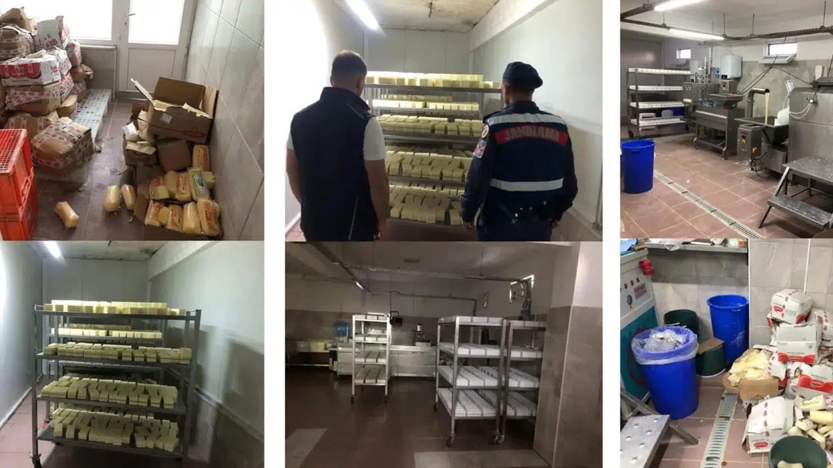 Tarihi geçmiş ürünlerden 5 ton peynir yaptılar