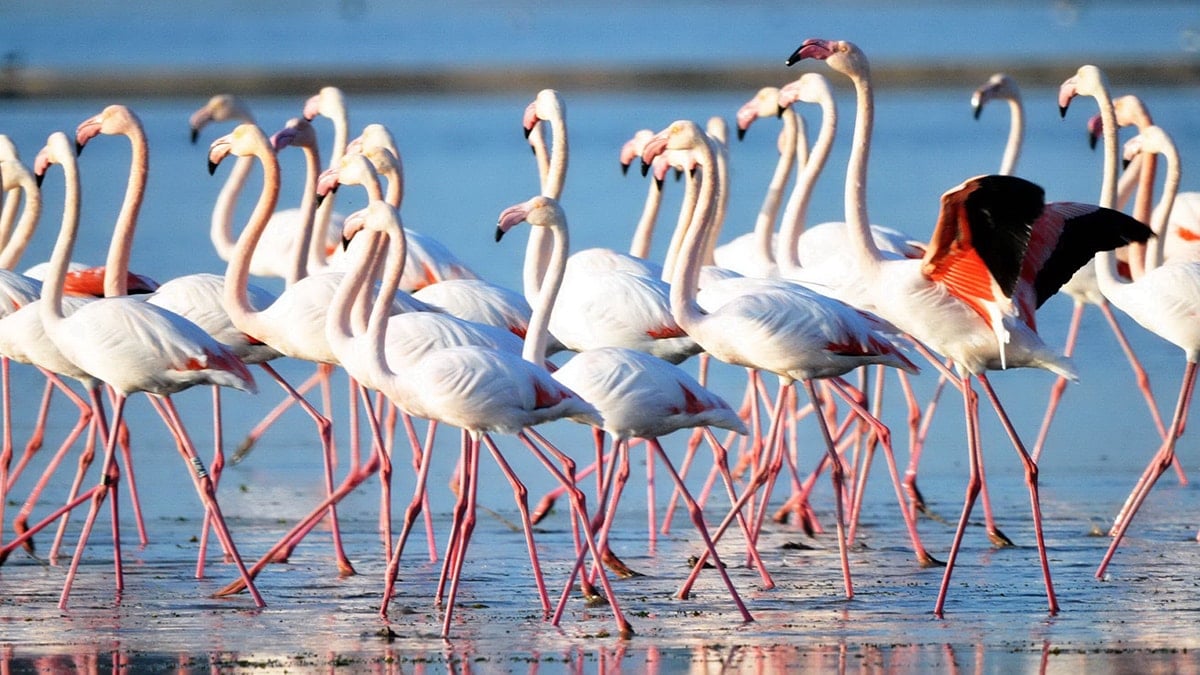 Muğla’daki flamingo cennetinde Ağaoğlu ve Doğuş projelerine sert tepki