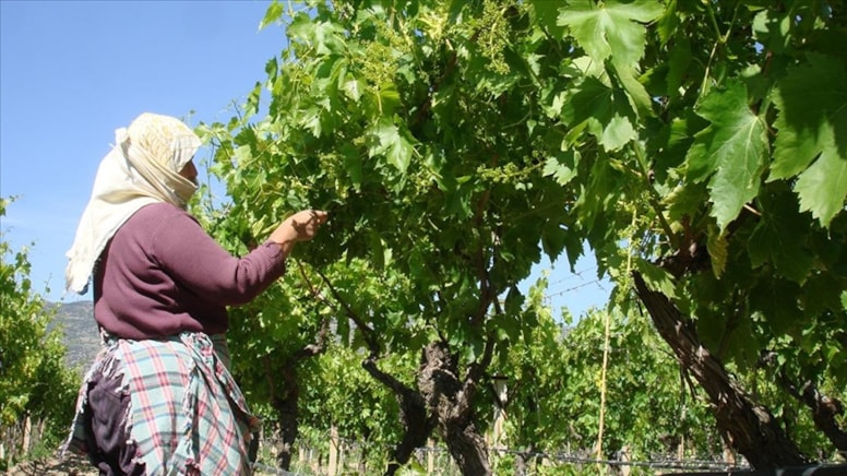 1 lira bile masrafı yok, kilosu 70 TL'den satılıyor