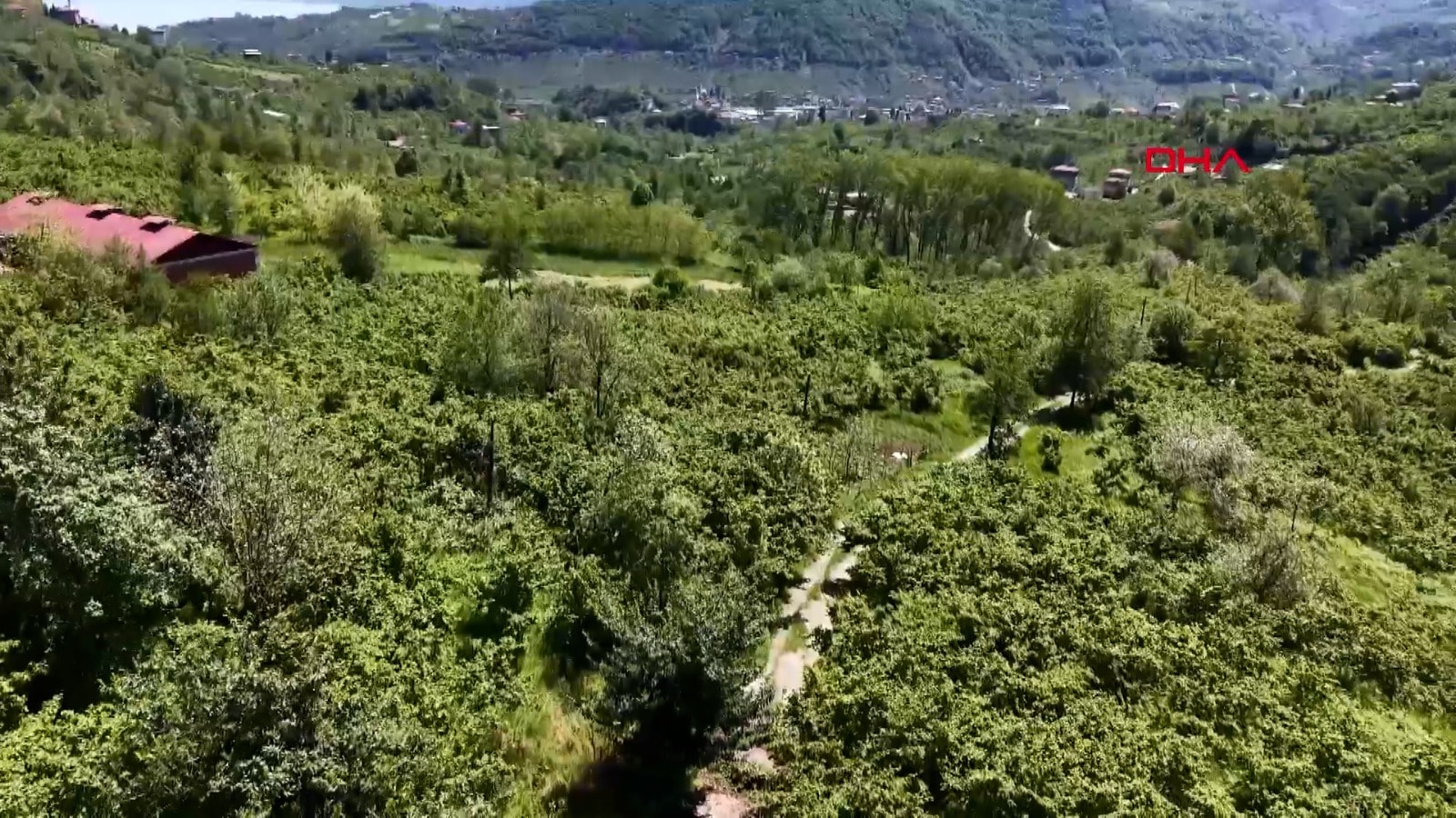 Felaket yolu! Geçenlere domuz, ayı, tilki, çakal, kurt ve başıboş köpek saldırıyor