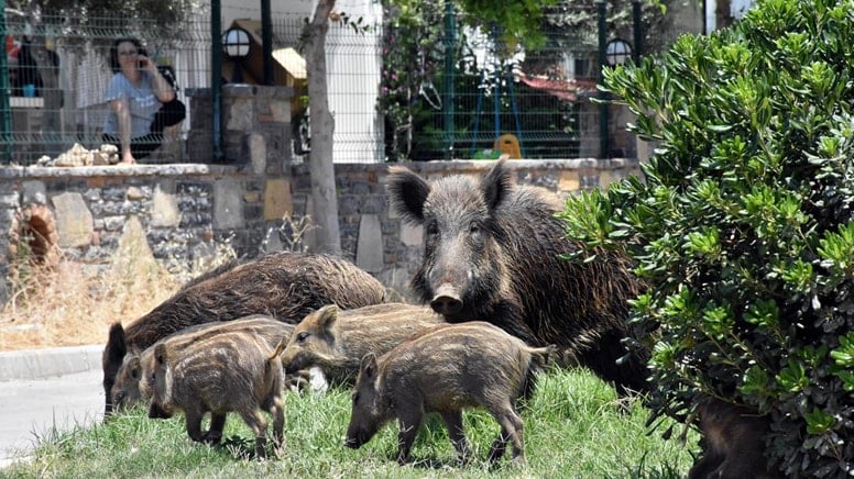 Kaymakamlık duyurdu: Kuşadası'nda yaban domuzu besleyenlere ceza kesilecek