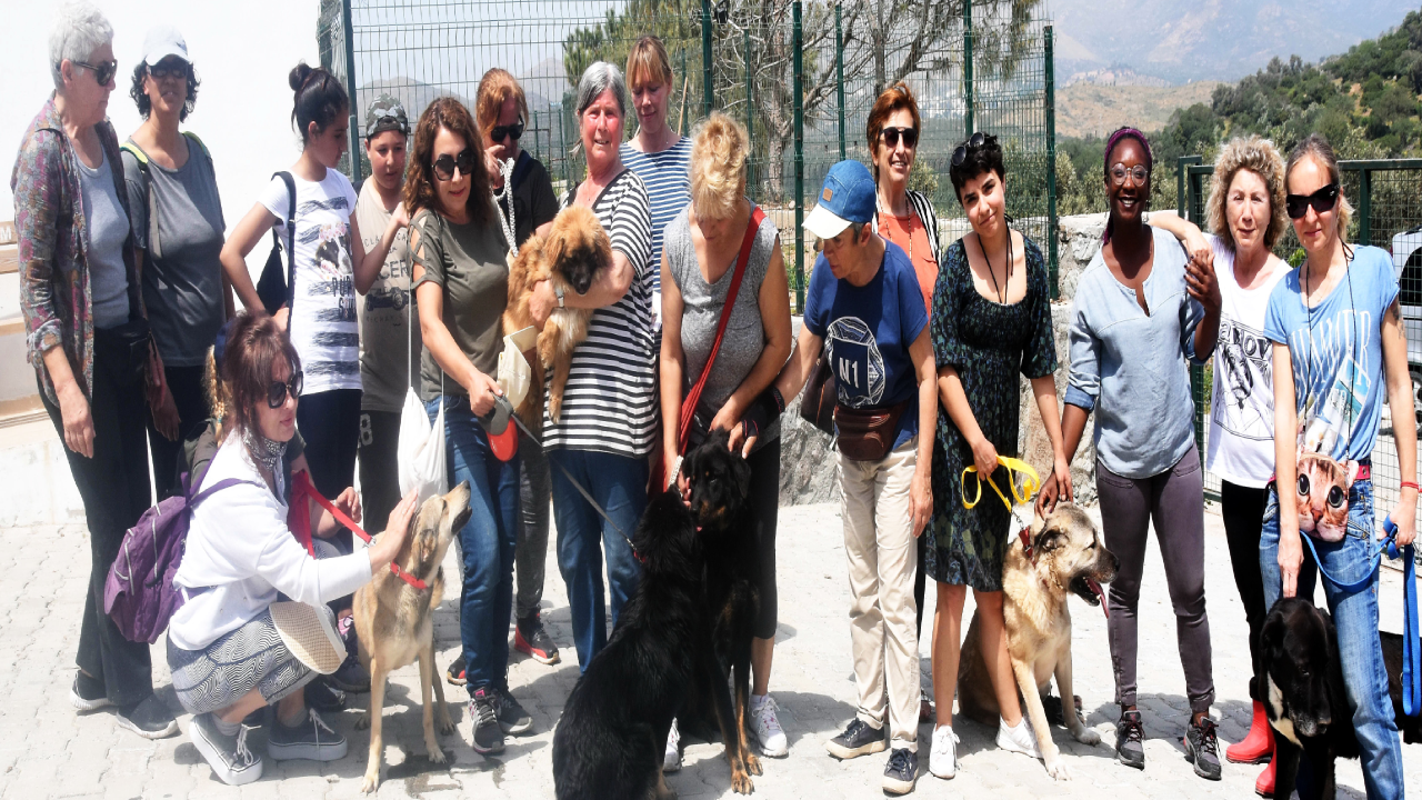 Muğla’da CHP’li belediyelere sokak hayvanları cezası yağdı