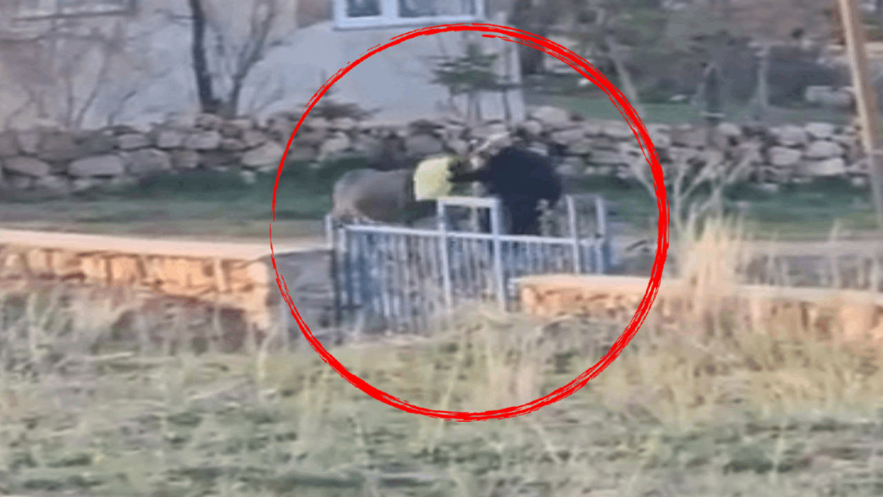 Eşekten ne istediniz? Döverek öldürdüler!