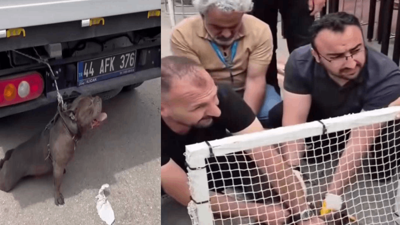 Pitbull saldırısına uğrayan kadın felaketi yaşadı