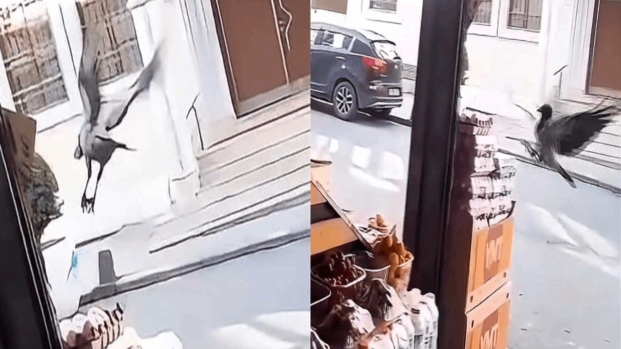 Kargo marketten yumurta çaldı: O anlar kamerada