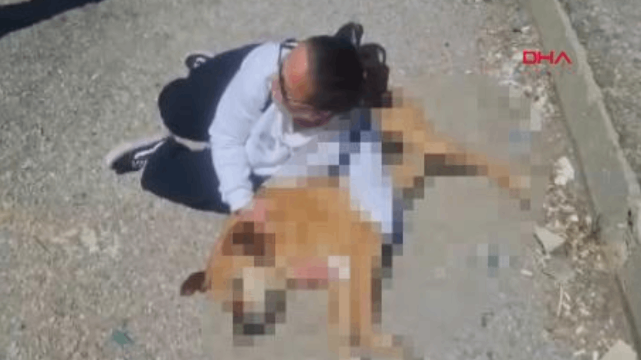Hayvanseverlerden, belediye önünde 'ölü köpek' ile eylem