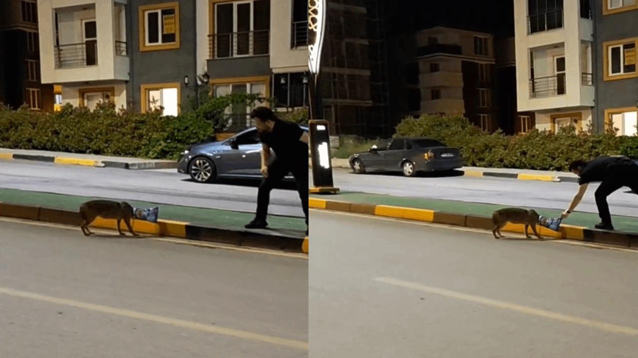 Başına poşet takılan çakalı vatandaş kurtardı