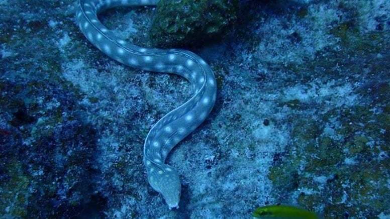 Yılan balığı balık mıdır yoksa yılan mıdır? Bilim kafa karıştan soruya yanıt verdi