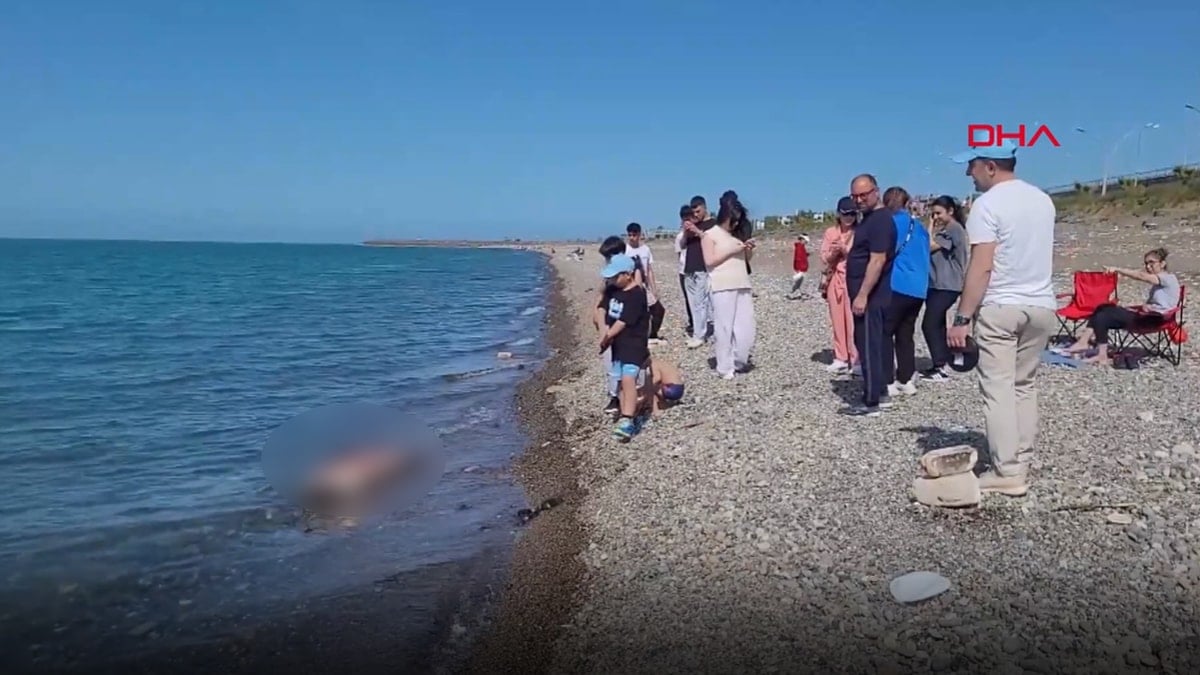 Ölü yunus karaya vurdu