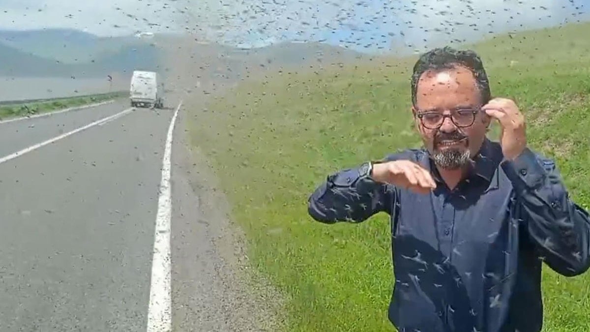 Çıldır Gölü çevresinde 'yeşil sinek' istilası: Sürücüler güçlükle ilerledi