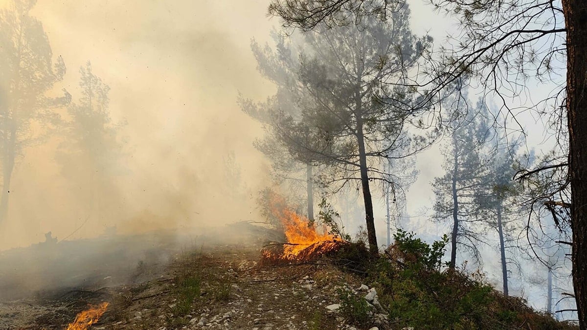 Balıkesir'de orman yangını: Havadan ve karadan müdahale sürüyor