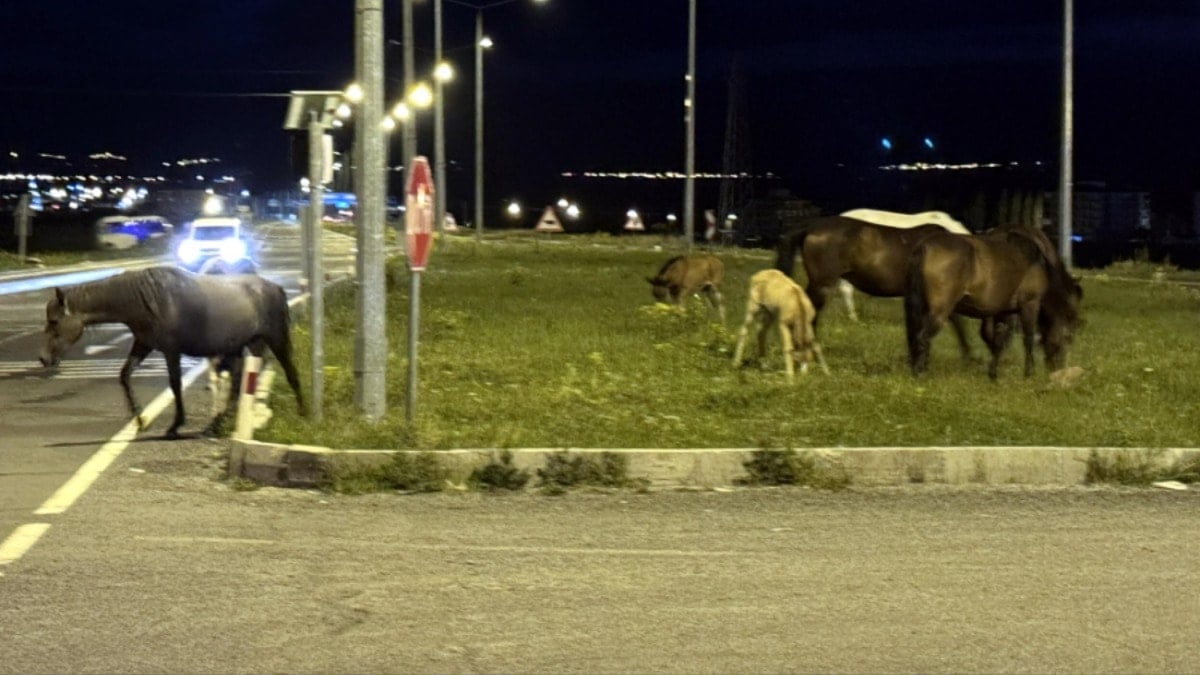 Kara yoluna inen atlar sürücüleri şoke etti! Taylarıyla uzaklaştılar