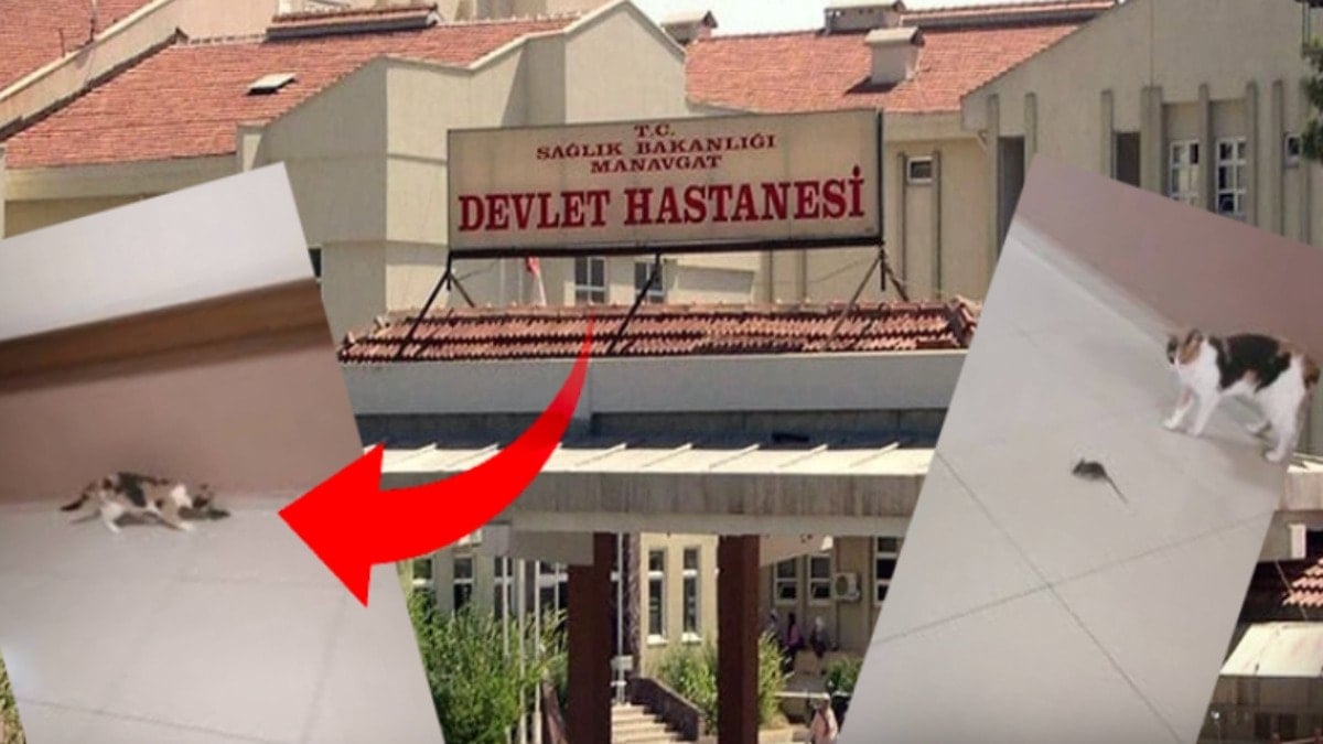Hastanede hijyen skandalına ilginç çözüm: Başhekim farelere karşı kedi aldı