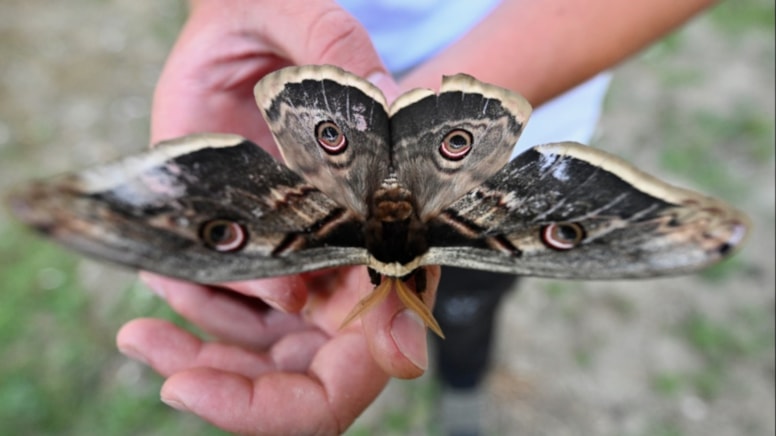 'Avrupa'nın en büyüğü' fındık bahçesinde görüldü