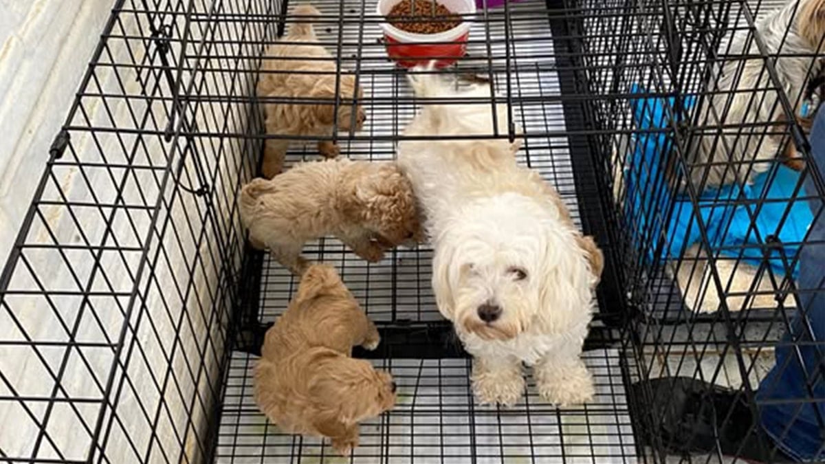 Kırklareli'nde 12 köpek kurtarıldı