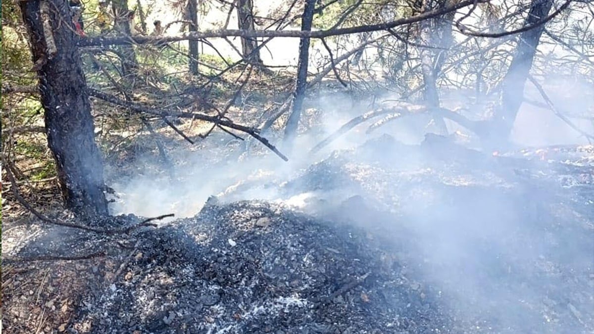Bolu'da orman yangınına erken müdahale