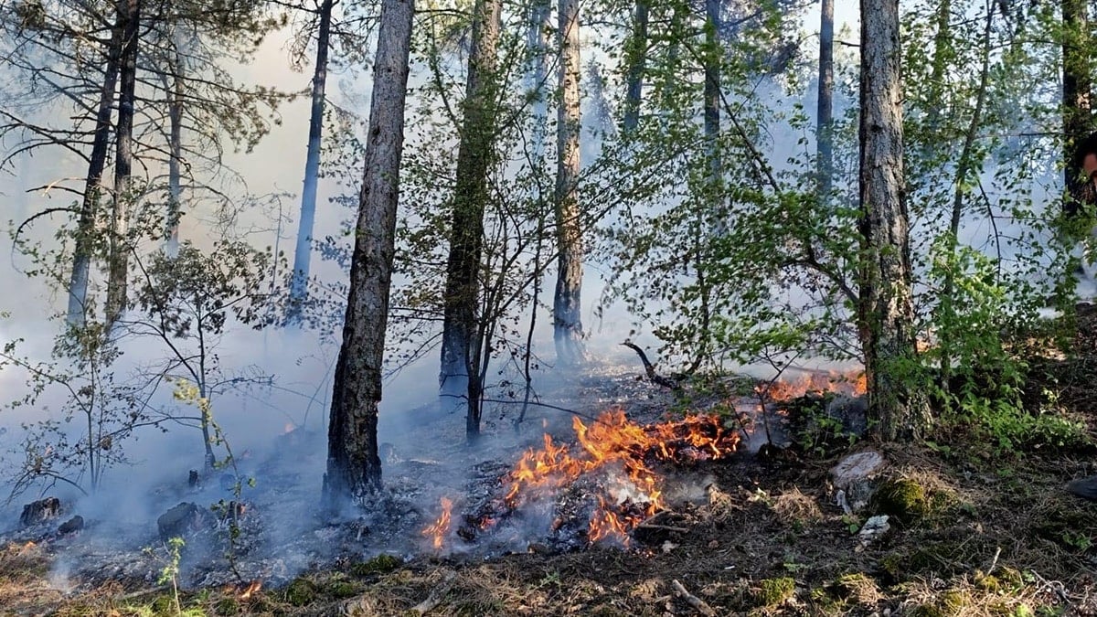 Bolu'da orman yangını