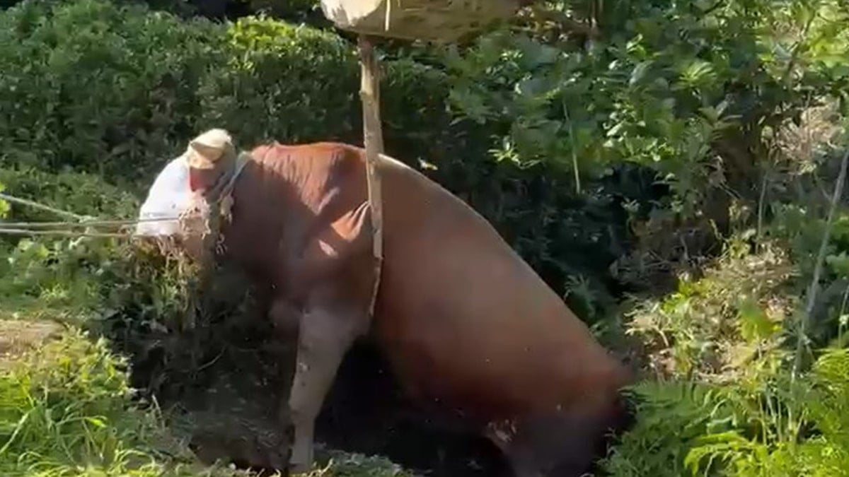 Rize’de kaçan boğa düştüğü kuyudan kurtarıldı