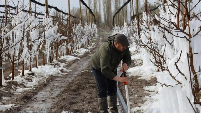 1.925 frostgeschädigte Felder stehen zum Verkauf