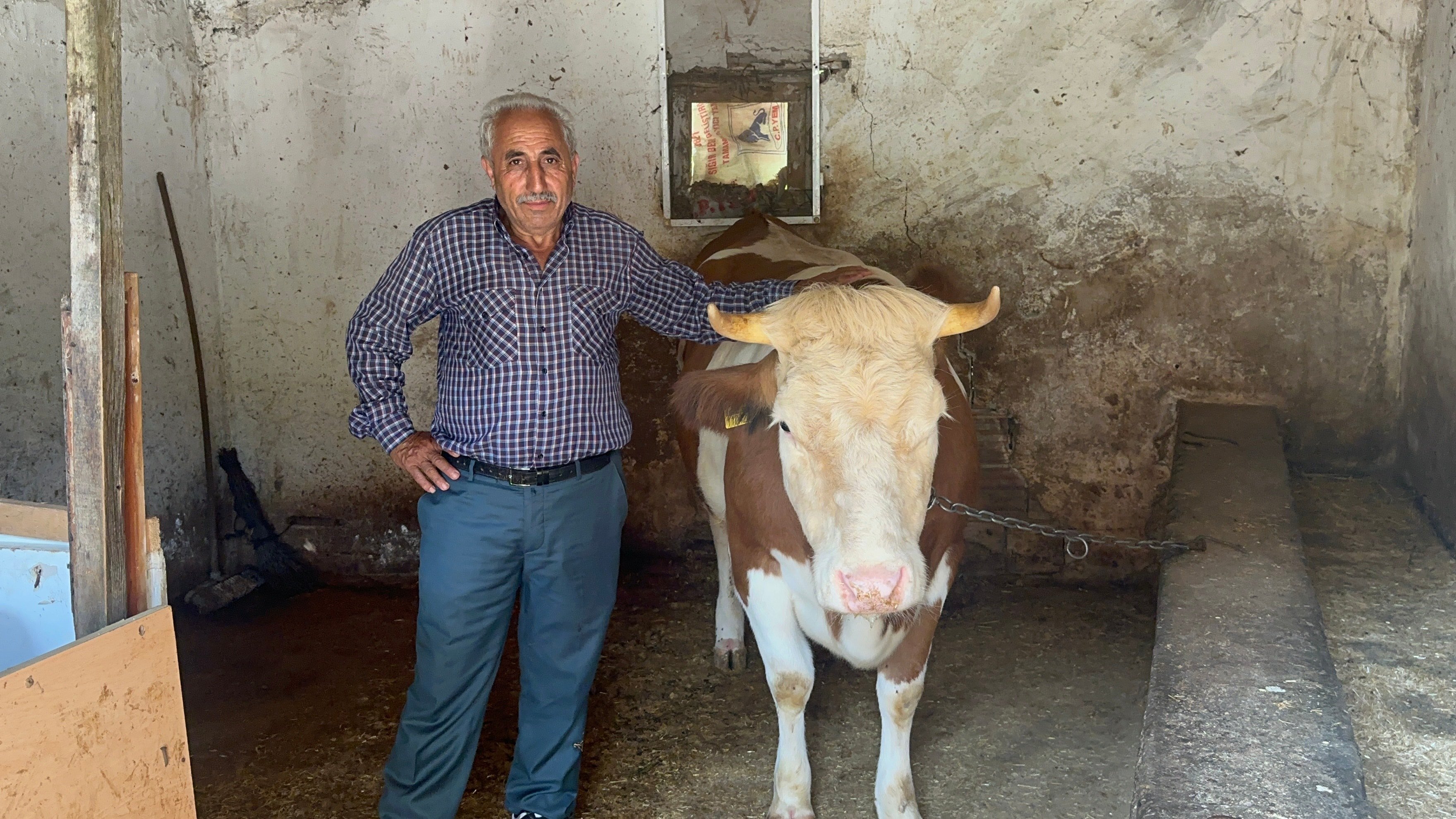 Sahibini dolandırıp, ineğini 155 TL'ye aldılar